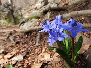 17 Scilla bifolia (Scilla silvestre)